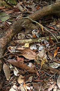 Noisy Pitta anvil