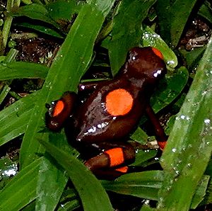 Oophaga histrionica 118831313.jpg