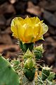 Opuntia hyptiacantha 02