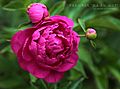 Paeonia Da Fu Gui