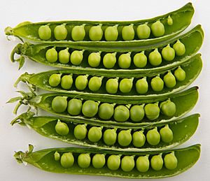 Peas in pods - Studio.jpg