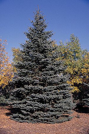 Picea pungens tree.jpg