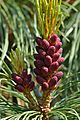 Pinus pumila microstrobilus BG Tallinn