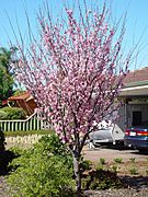 Plum tree in blossom woodvale