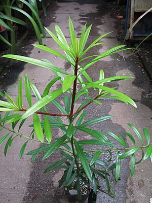Podocarpus costalis