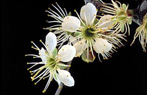 Prunus geniculata flowers.jpg