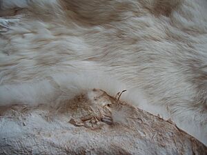 Rabbit pelt tanned