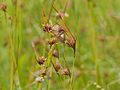 Red Grass (Themeda triandra) (13912868212)