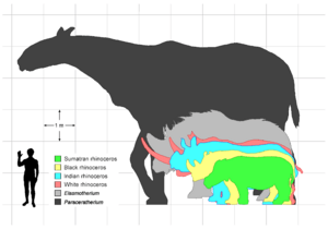 Rhino sizes English