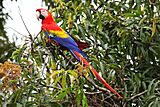 Scarlet-Macaw-cr