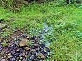 Spring flowing through grass