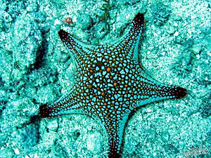 Starfish at Lighthouse site