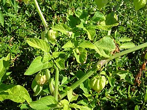 Starr 050222-4124 Physalis angulata.jpg