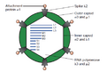 Structure of the reovirus virion