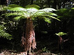 Sunlit tree fern