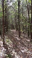 Swartswood State Park cedars