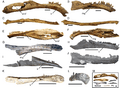 Therizinosaurian mandibular morphology