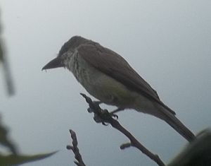 Thick-billed Kingbird (6062989988).jpg