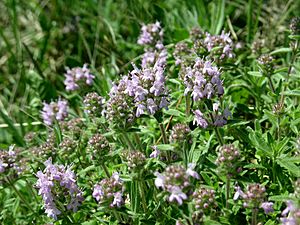 Thymus pannonicus 003.jpg