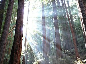 Trees and sunshine