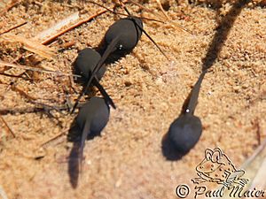 Yosemite toad tadpoles