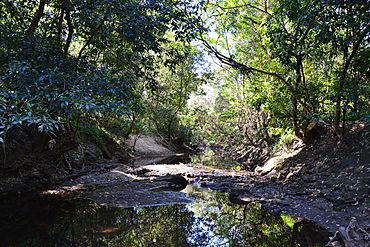 (1)upper Lane Cove River.jpg