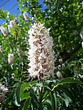 Aesculus californica-21.jpg