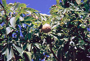 Aesculus glabra USDA