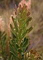 Agastachys odorata Leaves