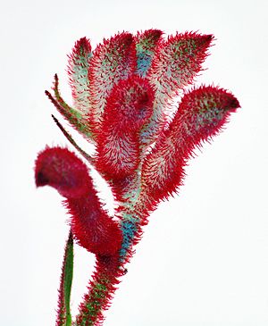 Anigozanthos flavidus close-up