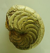 Aturia eocene puglia