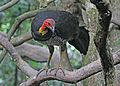 Australian Brush Turkey JCB