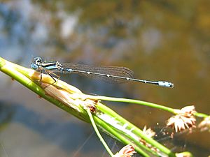 Austroagrion watsoni m.jpg