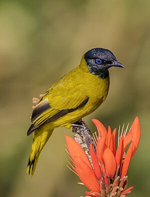 Black headed bulbul.jpg