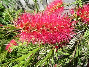 Bottlebrush03