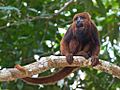 Brown Howler Monkey 6.jpg