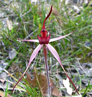 Caladenia concolor.jpg