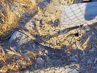 California-kingsnake-wildwood-thousand-oaks-ca