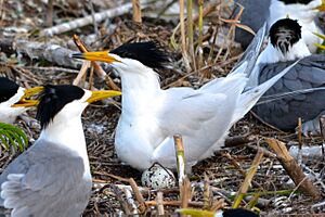 Chinese crested tern colony.jpg