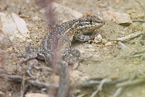Common side-blotched lizard (Uta stansburiana) (36705027592).jpg