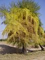 Cuscuta parasite plant