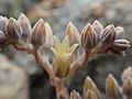 Dudleya abramsii setchellii 18104818