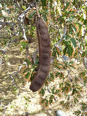 Ebenopsis ebano fruit.jpg