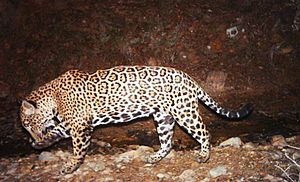 El-jefe-jaguar-fws1