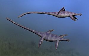 Elasmosaurus NT