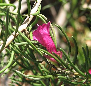 Eremophila alternifolia.jpg