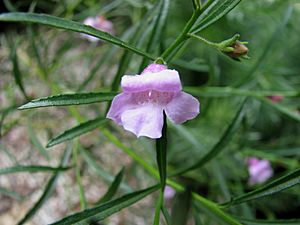 Eremophila hughesii 5806.jpg