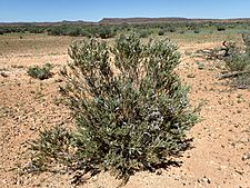 Eremophila pantonii (habit)