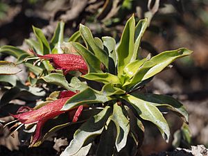 Eremophila ramiflora.jpg