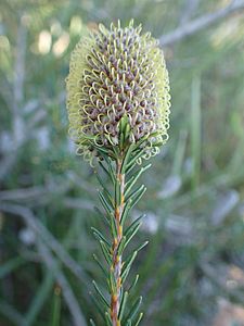 Foliage and buds